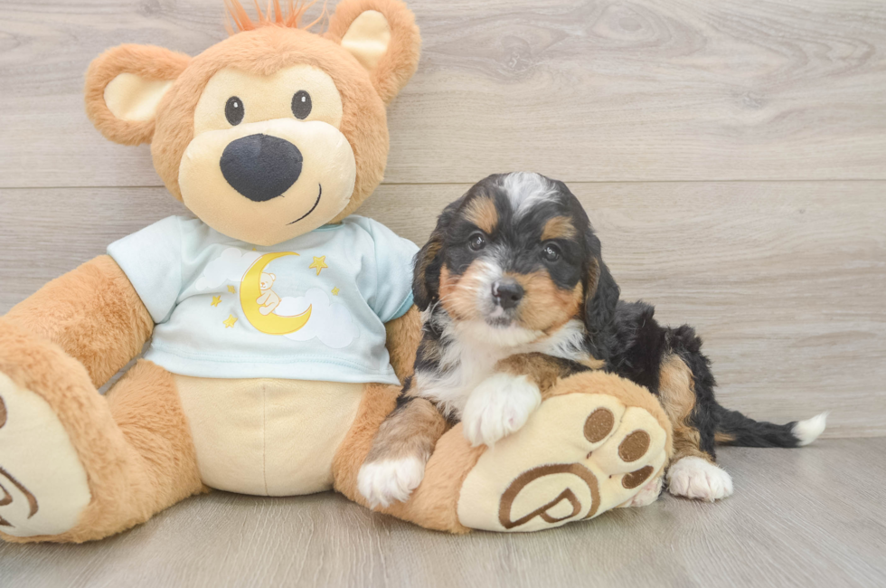 5 week old Mini Bernedoodle Puppy For Sale - Windy City Pups