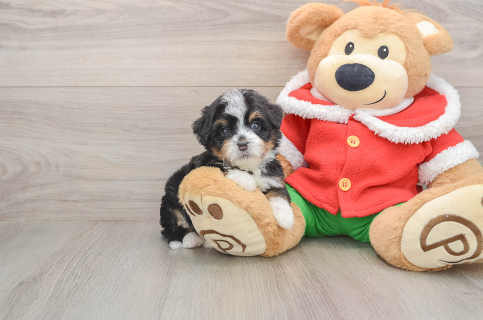 5 week old Mini Bernedoodle Puppy For Sale - Windy City Pups