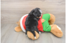 Mini Bernedoodle Puppy for Adoption