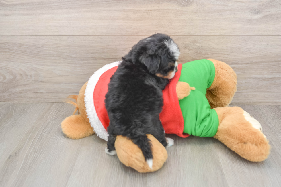 Mini Bernedoodle Puppy for Adoption