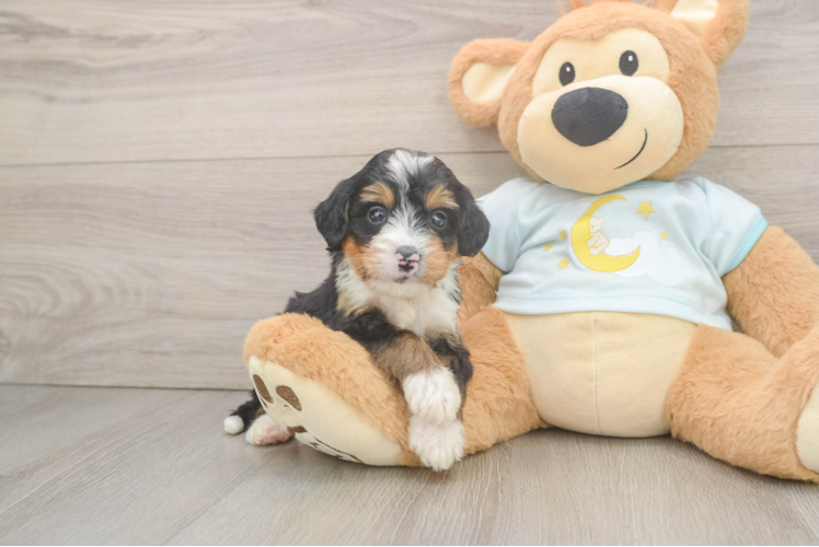 Best Mini Bernedoodle Baby