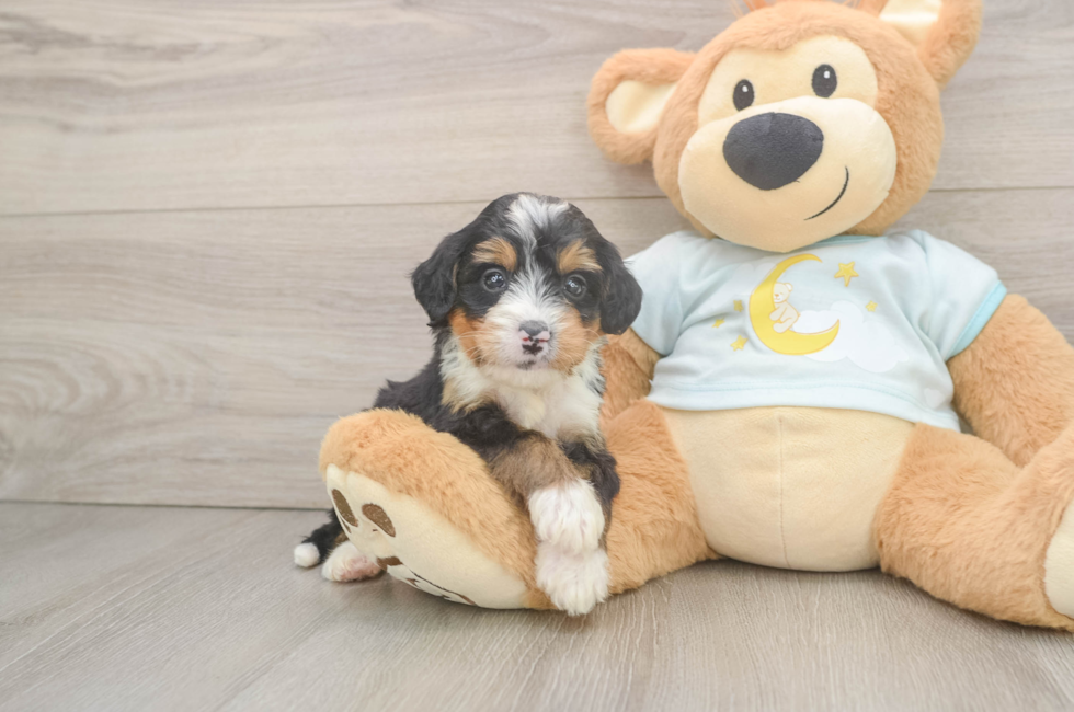 5 week old Mini Bernedoodle Puppy For Sale - Windy City Pups