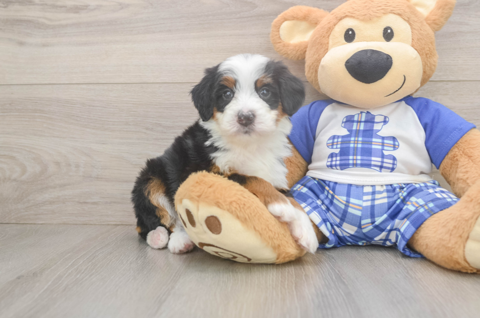 5 week old Mini Bernedoodle Puppy For Sale - Windy City Pups