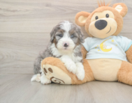 6 week old Mini Bernedoodle Puppy For Sale - Windy City Pups