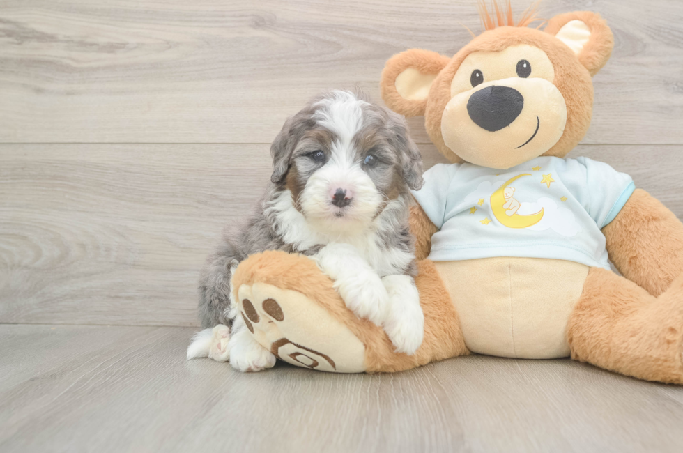5 week old Mini Bernedoodle Puppy For Sale - Windy City Pups