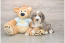 Fluffy Mini Bernedoodle Poodle Mix Pup