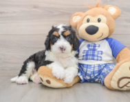 7 week old Mini Bernedoodle Puppy For Sale - Windy City Pups