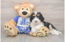 Mini Bernedoodle Puppy for Adoption