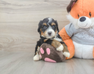 5 week old Mini Bernedoodle Puppy For Sale - Windy City Pups