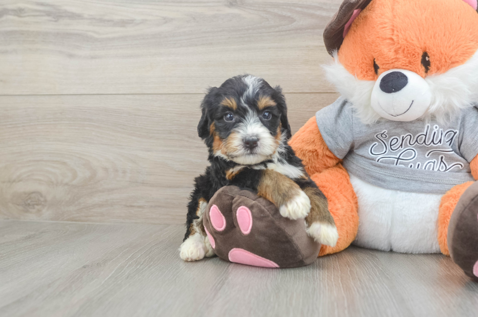 5 week old Mini Bernedoodle Puppy For Sale - Windy City Pups