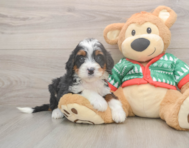 7 week old Mini Bernedoodle Puppy For Sale - Windy City Pups