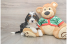 Hypoallergenic Mini Bernadoodle Poodle Mix Puppy
