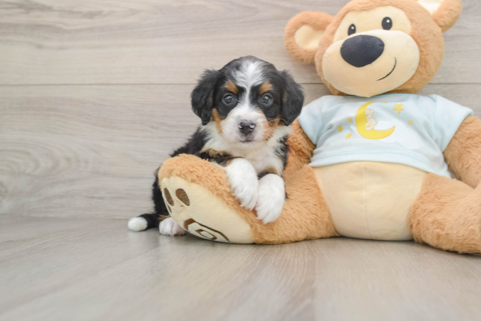 Best Mini Bernedoodle Baby