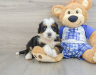 8 week old Mini Bernedoodle Puppy For Sale - Windy City Pups