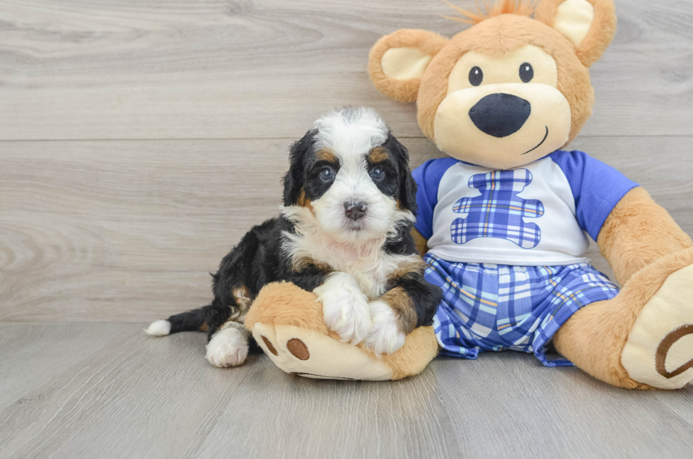 8 week old Mini Bernedoodle Puppy For Sale - Windy City Pups