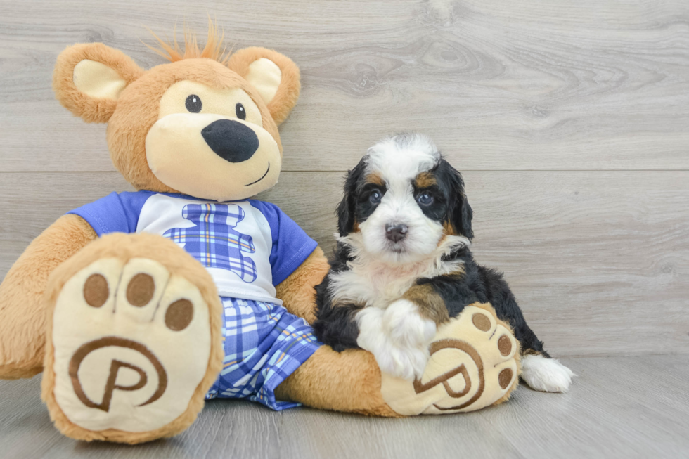 Mini Bernedoodle Pup Being Cute