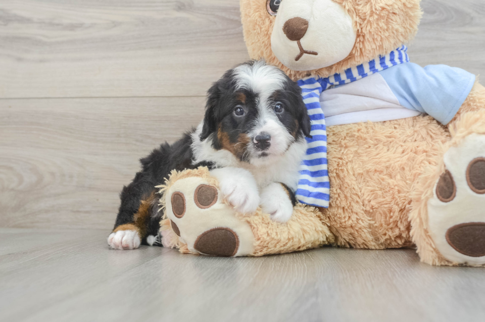 5 week old Mini Bernedoodle Puppy For Sale - Windy City Pups