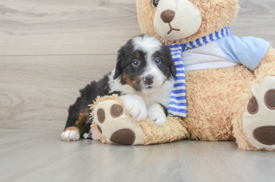 Mini Bernedoodle Puppy for Adoption