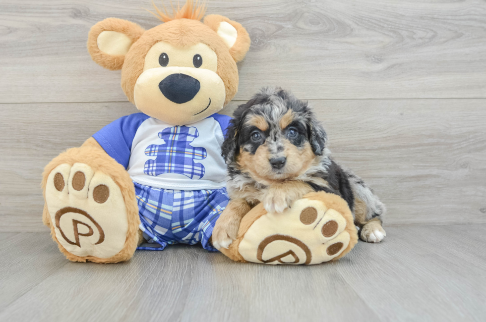 5 week old Mini Bernedoodle Puppy For Sale - Windy City Pups