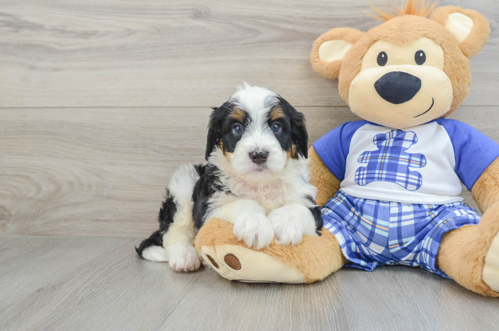 8 week old Mini Bernedoodle Puppy For Sale - Windy City Pups