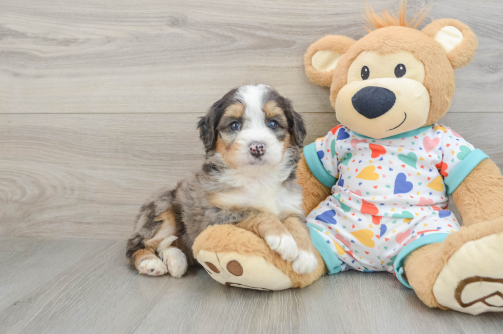 6 week old Mini Bernedoodle Puppy For Sale - Windy City Pups