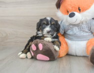 5 week old Mini Bernedoodle Puppy For Sale - Windy City Pups