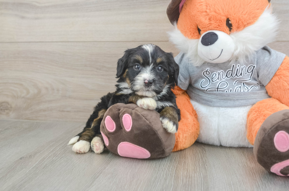5 week old Mini Bernedoodle Puppy For Sale - Windy City Pups