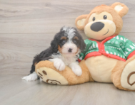 6 week old Mini Bernedoodle Puppy For Sale - Windy City Pups