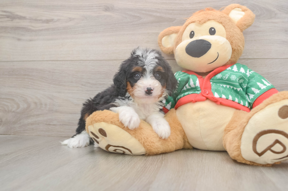 6 week old Mini Bernedoodle Puppy For Sale - Windy City Pups
