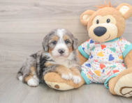 6 week old Mini Bernedoodle Puppy For Sale - Windy City Pups