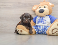 8 week old Mini Bernedoodle Puppy For Sale - Windy City Pups