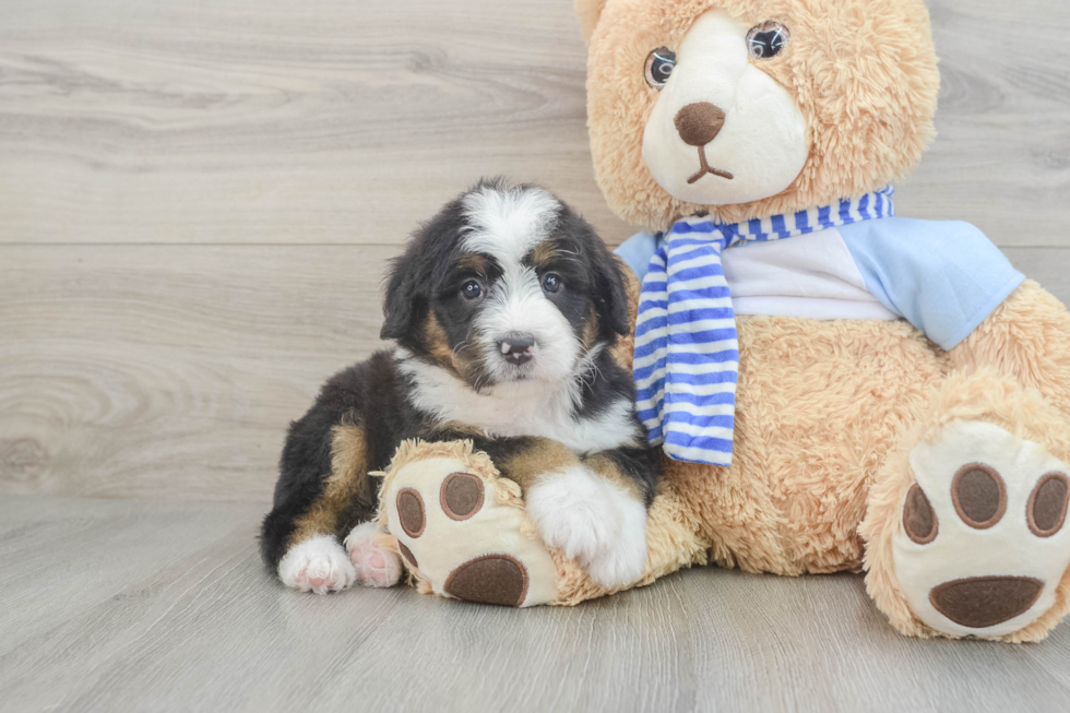 Mini Bernedoodle Pup Being Cute