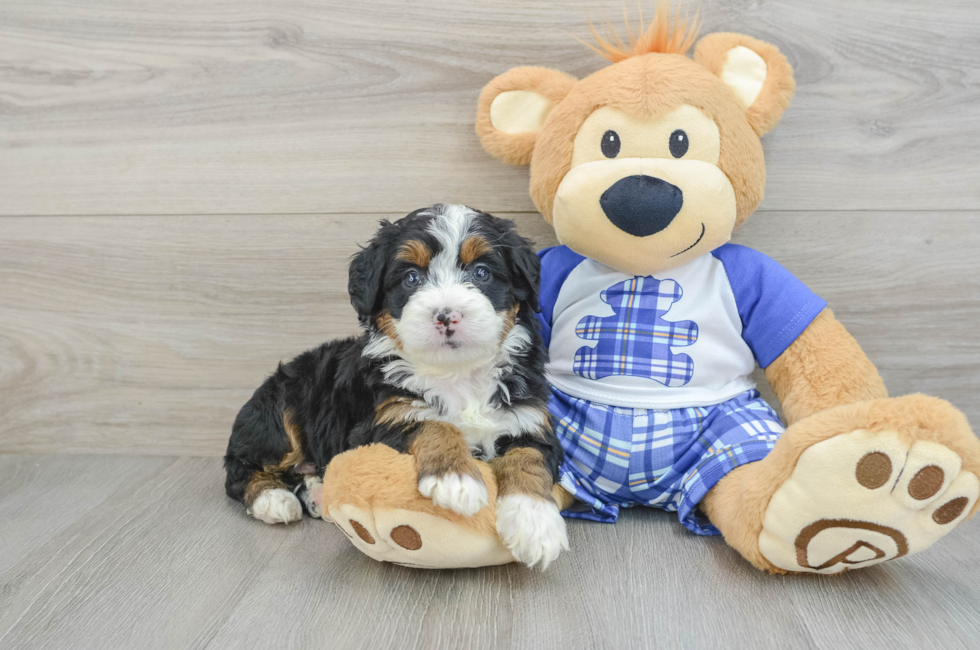 5 week old Mini Bernedoodle Puppy For Sale - Windy City Pups