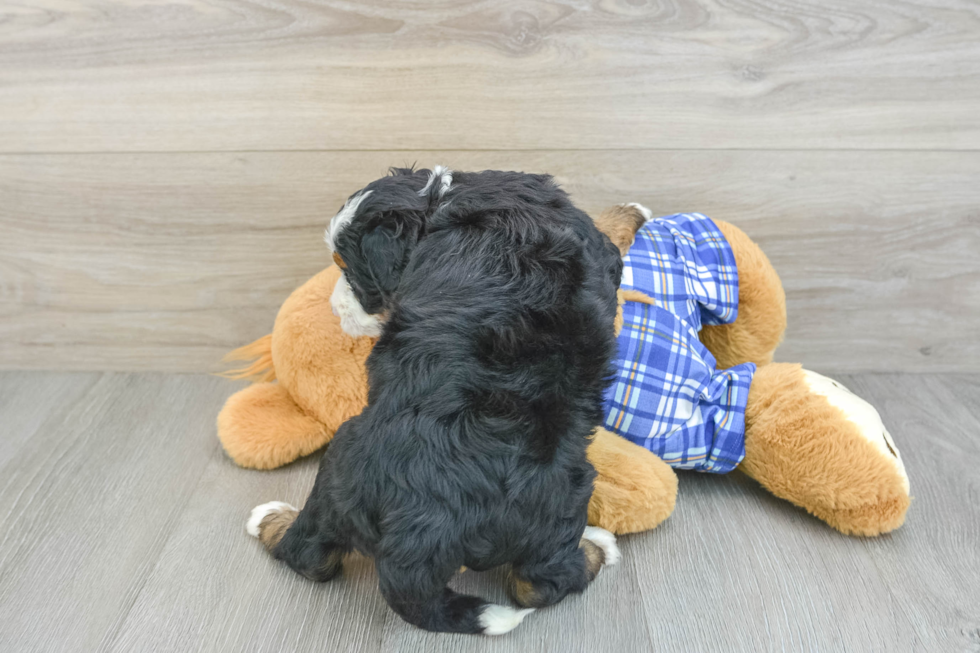 Best Mini Bernedoodle Baby