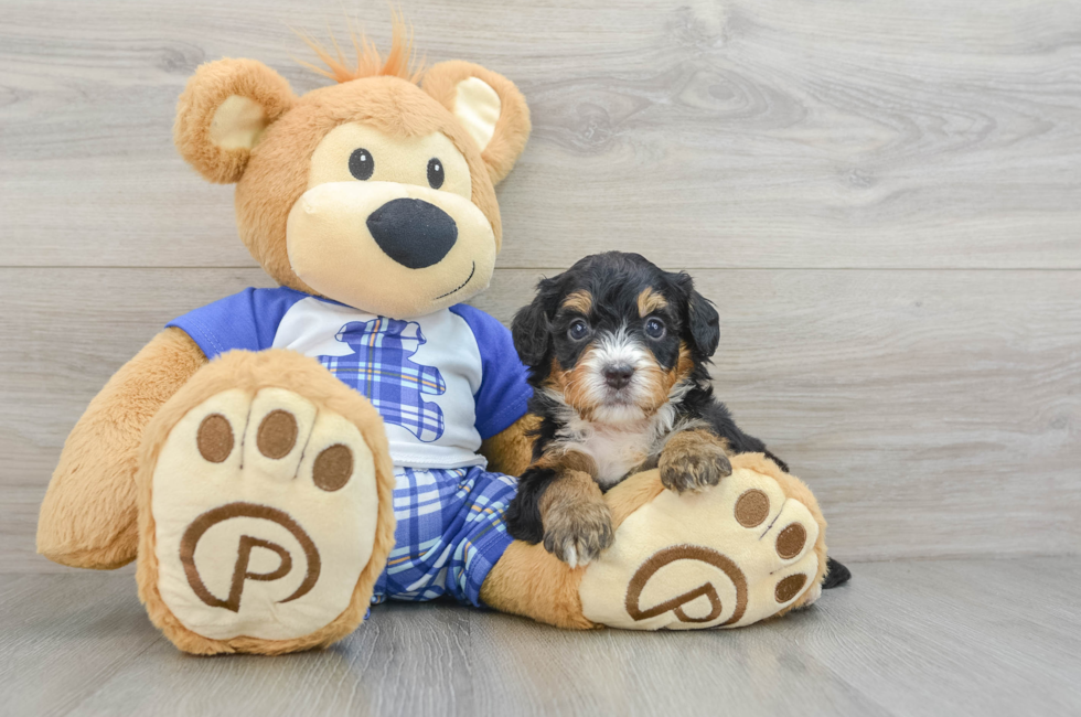 8 week old Mini Bernedoodle Puppy For Sale - Windy City Pups