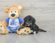 8 week old Mini Bernedoodle Puppy For Sale - Windy City Pups