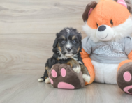 5 week old Mini Bernedoodle Puppy For Sale - Windy City Pups