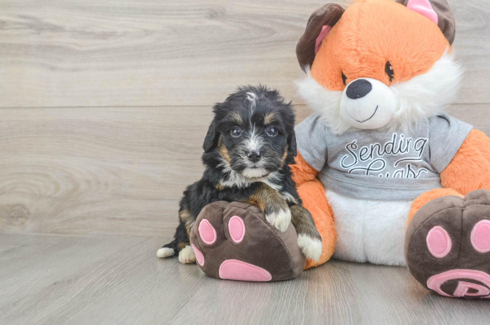 5 week old Mini Bernedoodle Puppy For Sale - Windy City Pups