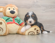 6 week old Mini Bernedoodle Puppy For Sale - Windy City Pups