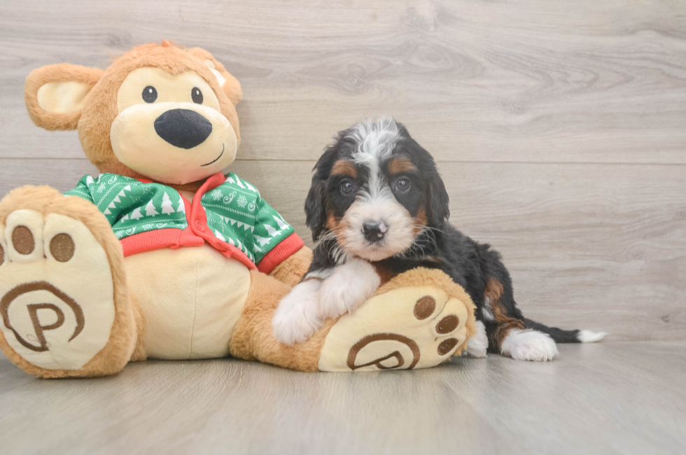 6 week old Mini Bernedoodle Puppy For Sale - Windy City Pups