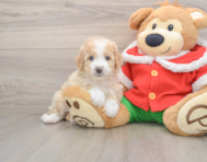 6 week old Mini Bernedoodle Puppy For Sale - Windy City Pups
