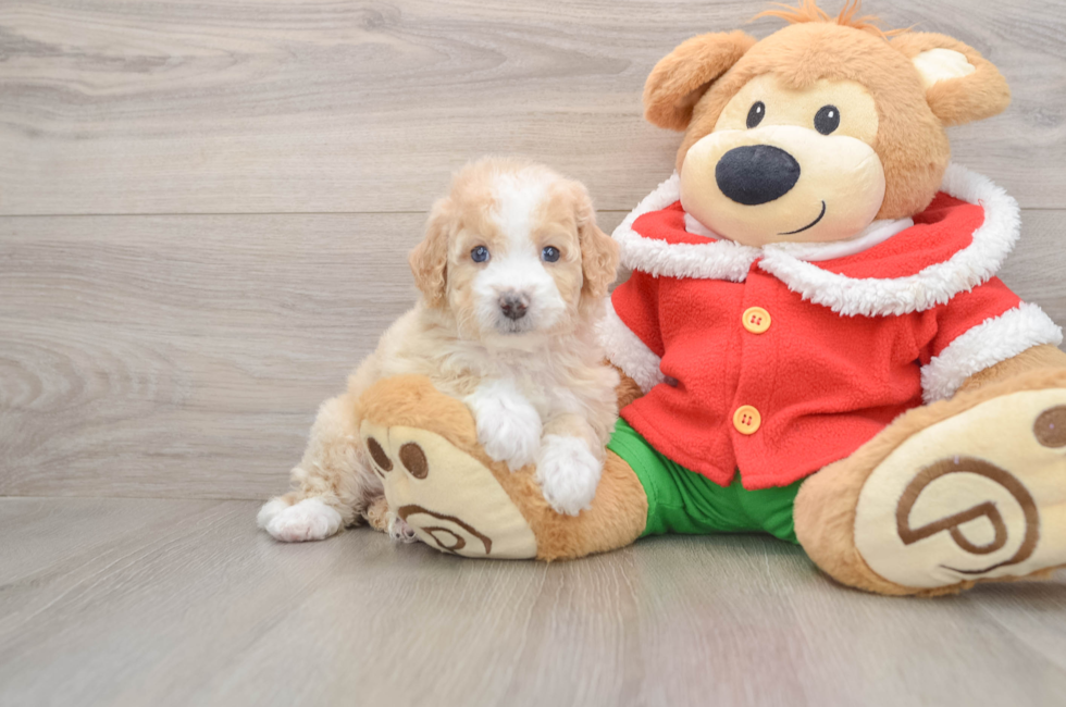 5 week old Mini Bernedoodle Puppy For Sale - Windy City Pups