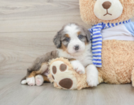 7 week old Mini Bernedoodle Puppy For Sale - Windy City Pups