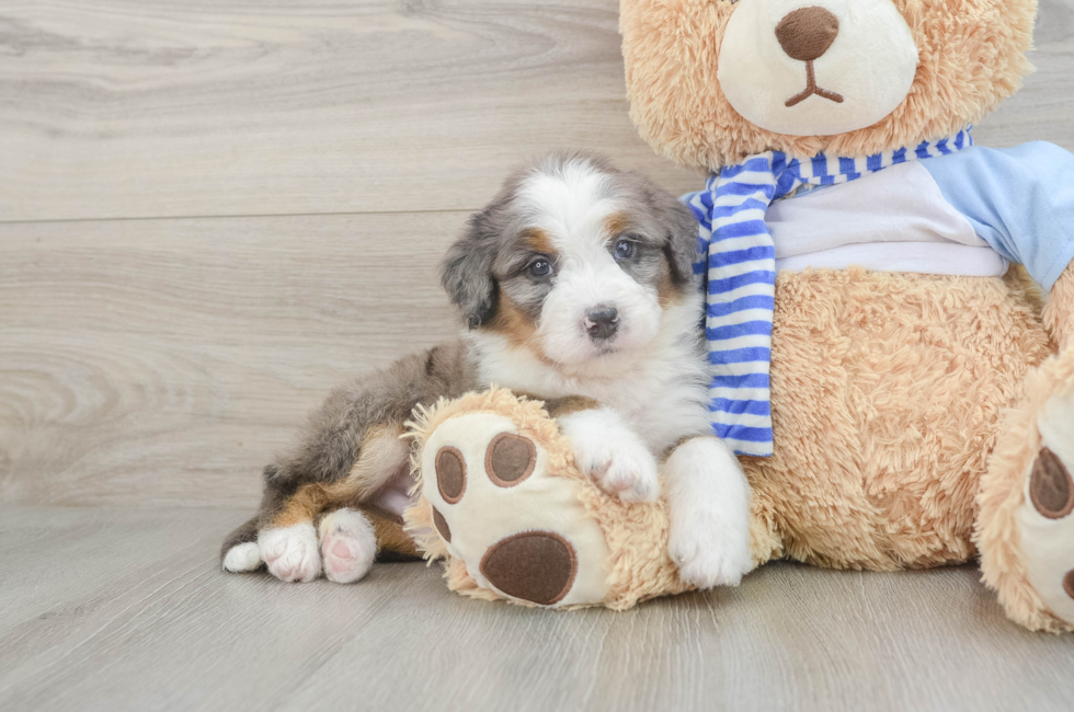 7 week old Mini Bernedoodle Puppy For Sale - Windy City Pups