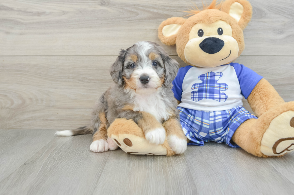 7 week old Mini Bernedoodle Puppy For Sale - Windy City Pups