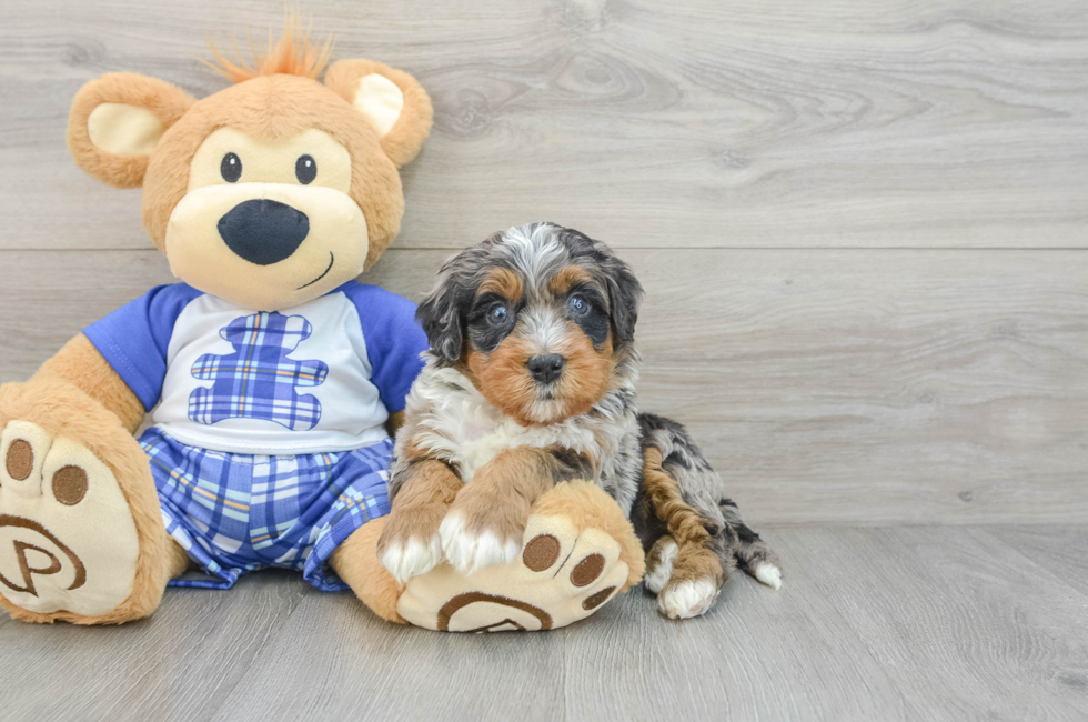 5 week old Mini Bernedoodle Puppy For Sale - Windy City Pups