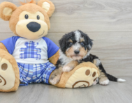8 week old Mini Bernedoodle Puppy For Sale - Windy City Pups