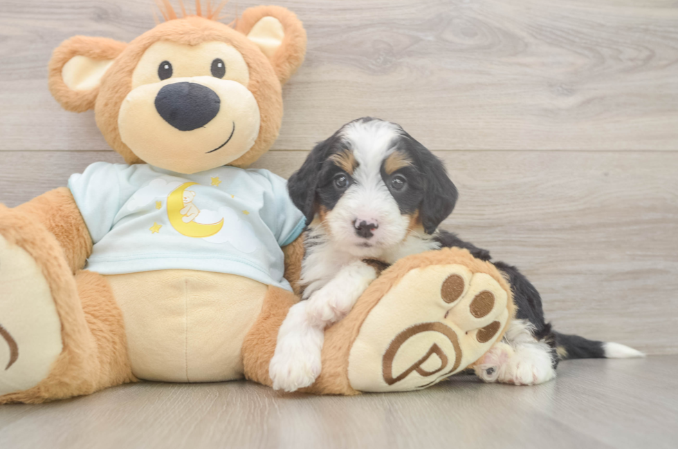 5 week old Mini Bernedoodle Puppy For Sale - Windy City Pups