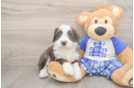 Funny Mini Bernedoodle Poodle Mix Pup