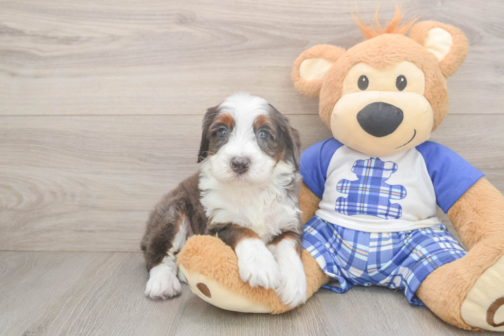 Funny Mini Bernedoodle Poodle Mix Pup